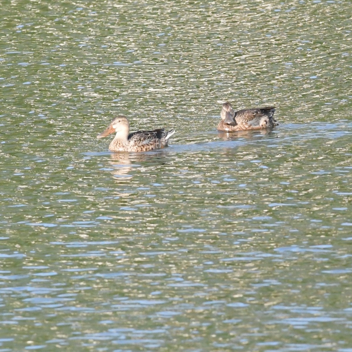 Mestolone - ML645140153