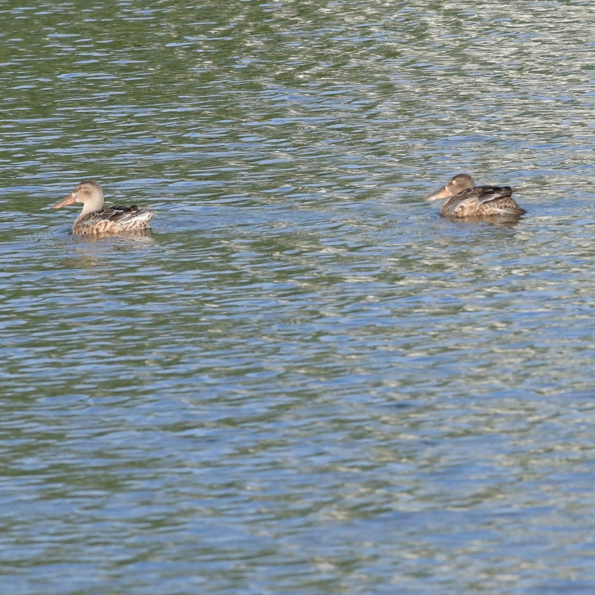 Mestolone - ML645140154