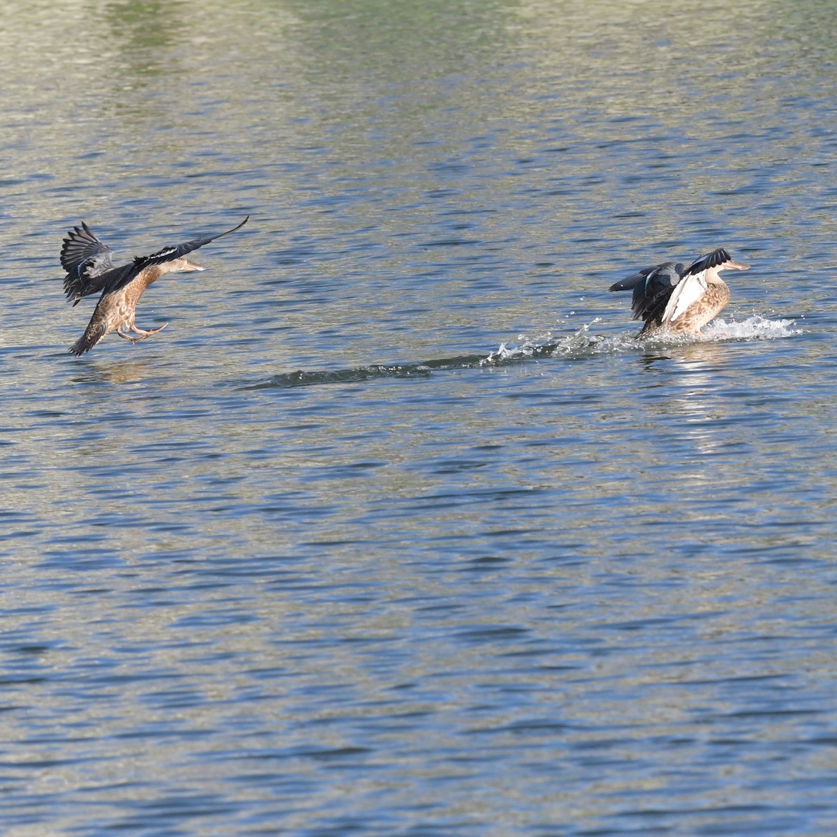 Mestolone - ML645140155