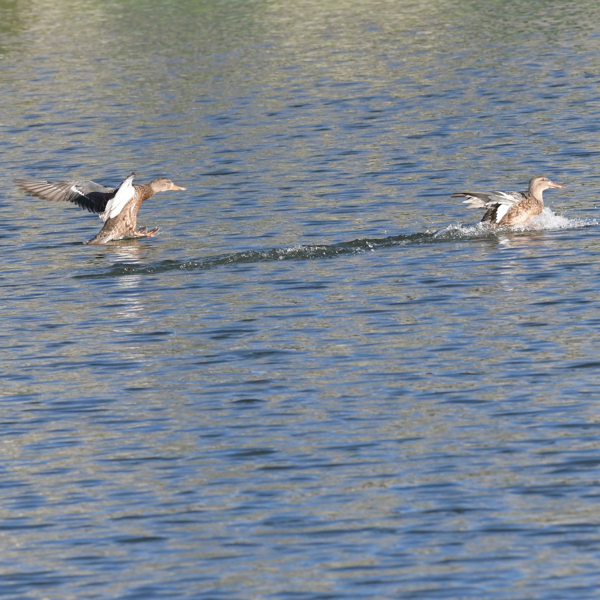 Mestolone - ML645140156