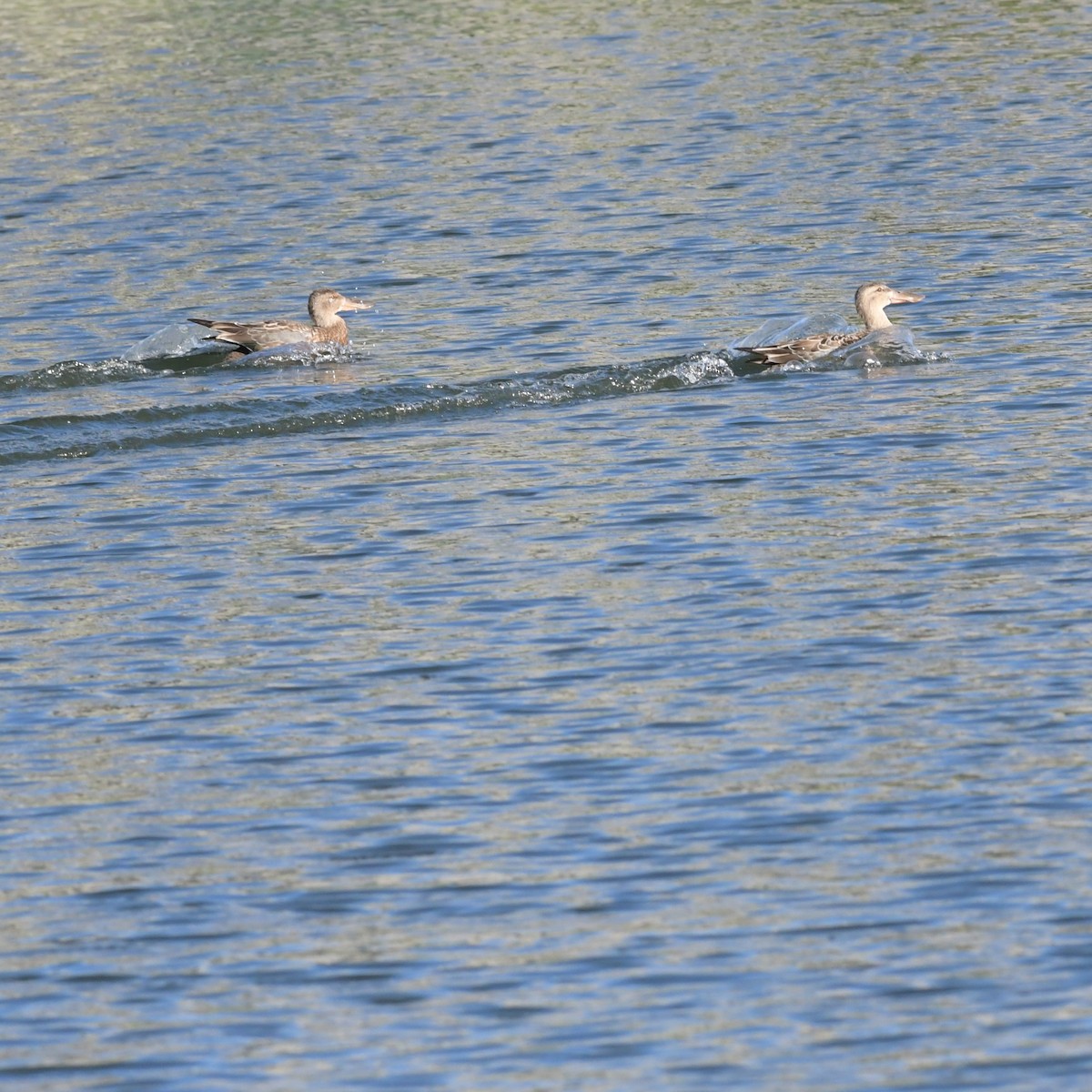 Mestolone - ML645140157