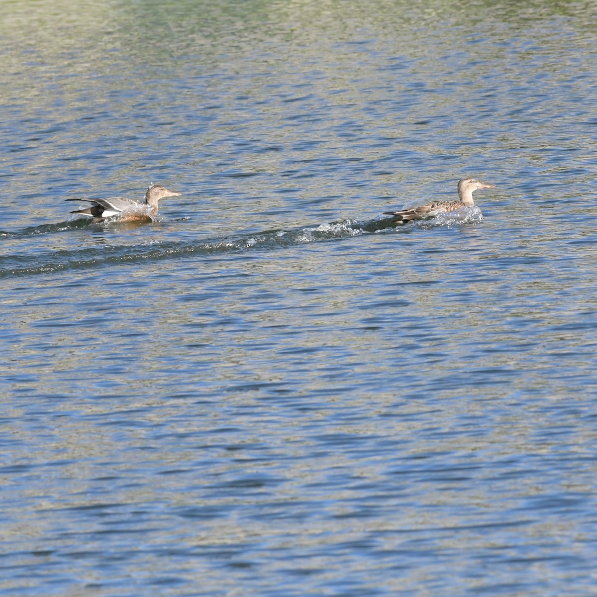 Mestolone - ML645140158