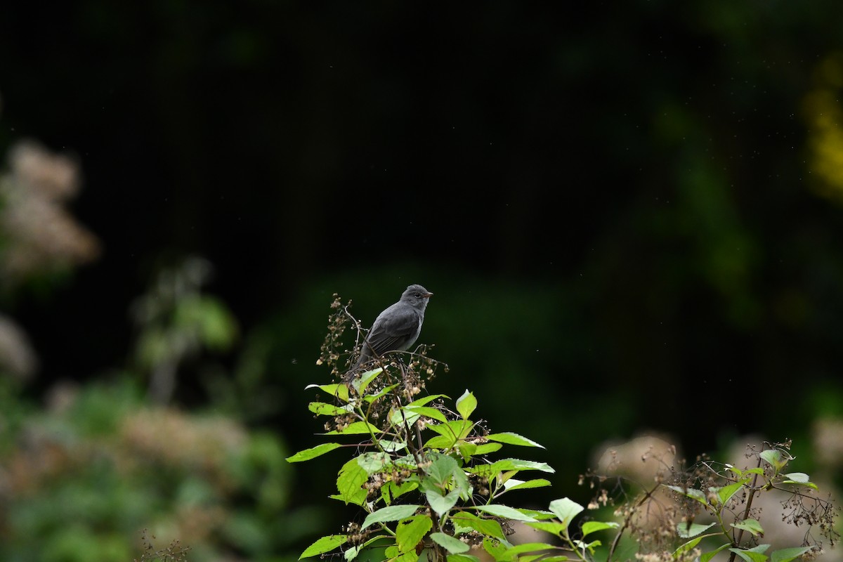 Slaty Elaenia - ML645140159