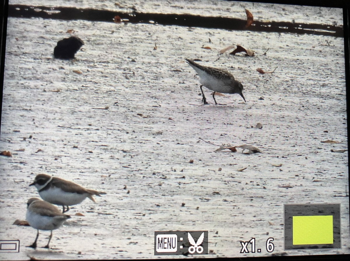 White-rumped Sandpiper - ML645140162