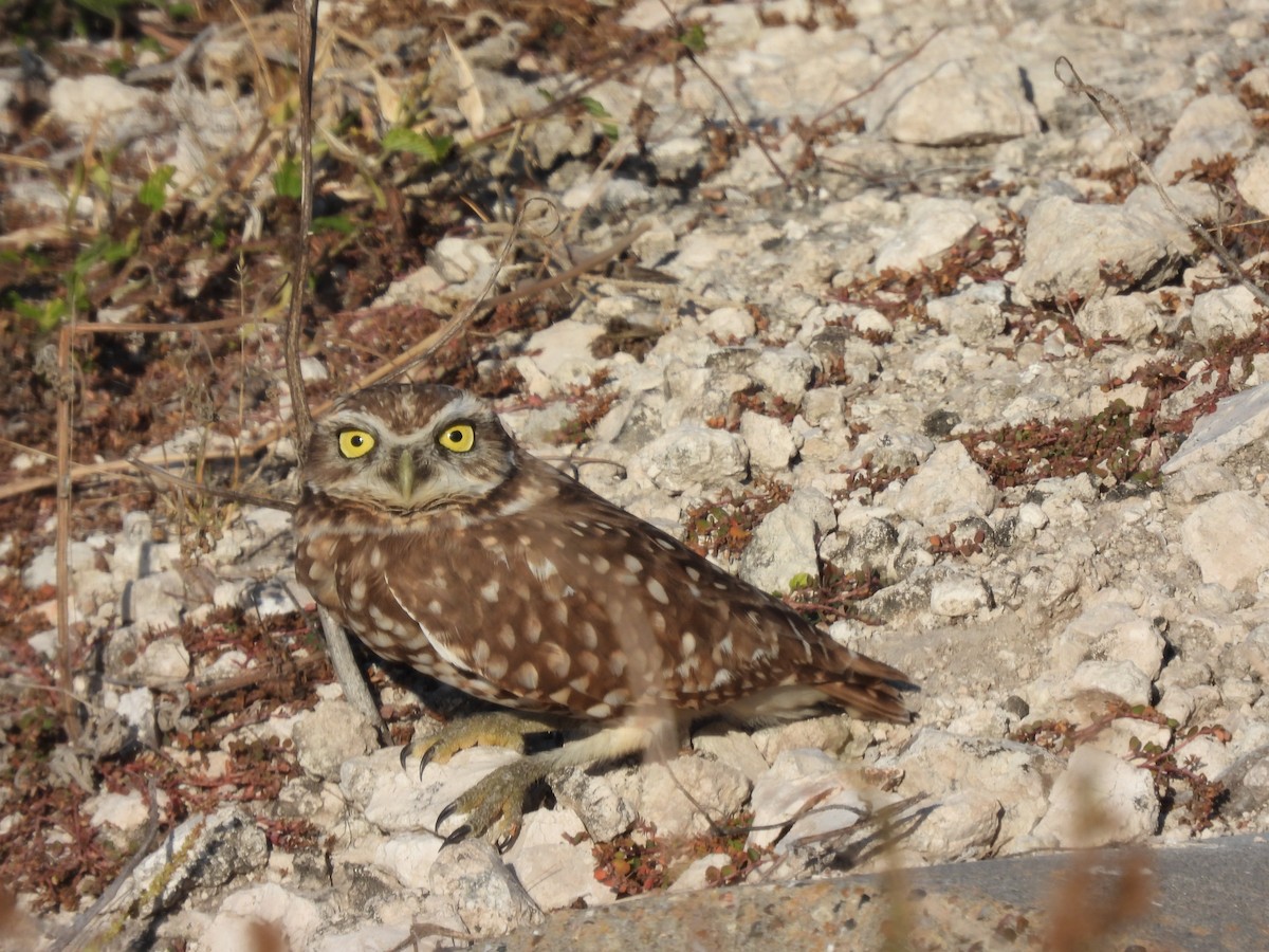 Burrowing Owl (Western) - ML645140171