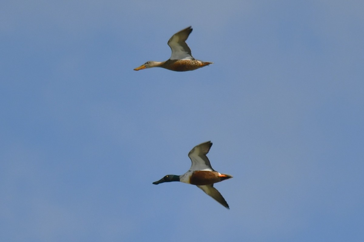 Mestolone - ML645140172