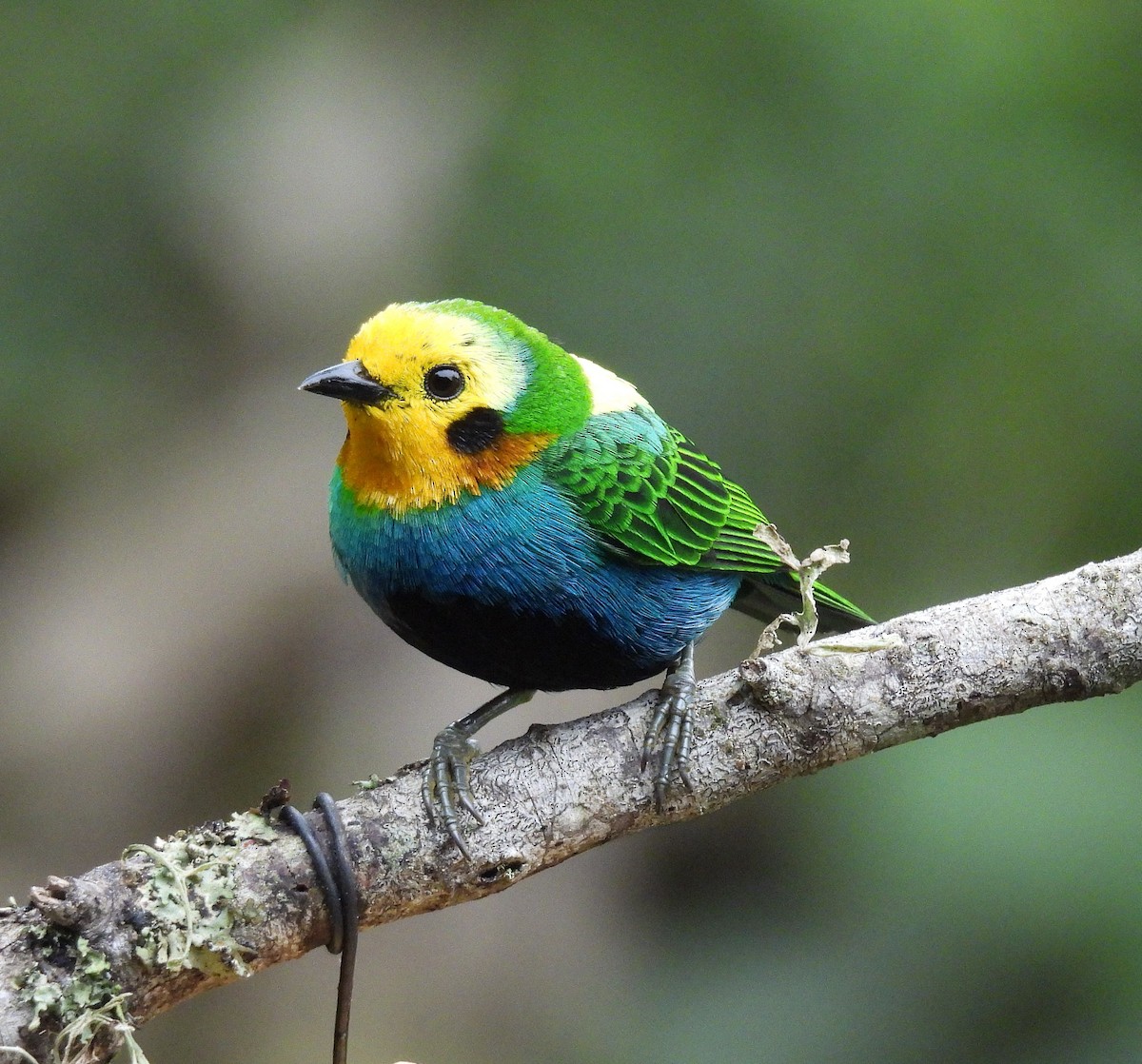Multicolored Tanager - ML645140176