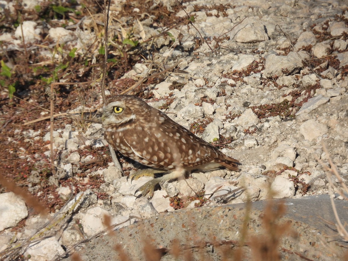 Burrowing Owl (Western) - ML645140180