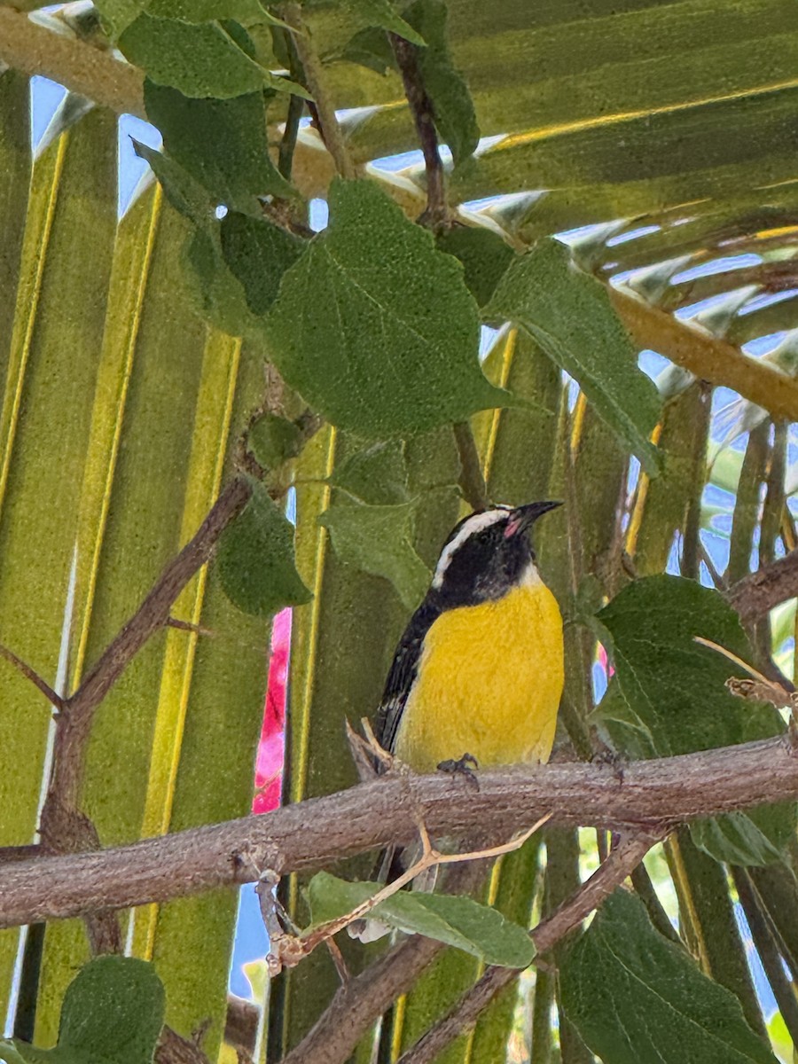 Sucrier à ventre jaune - ML645140181
