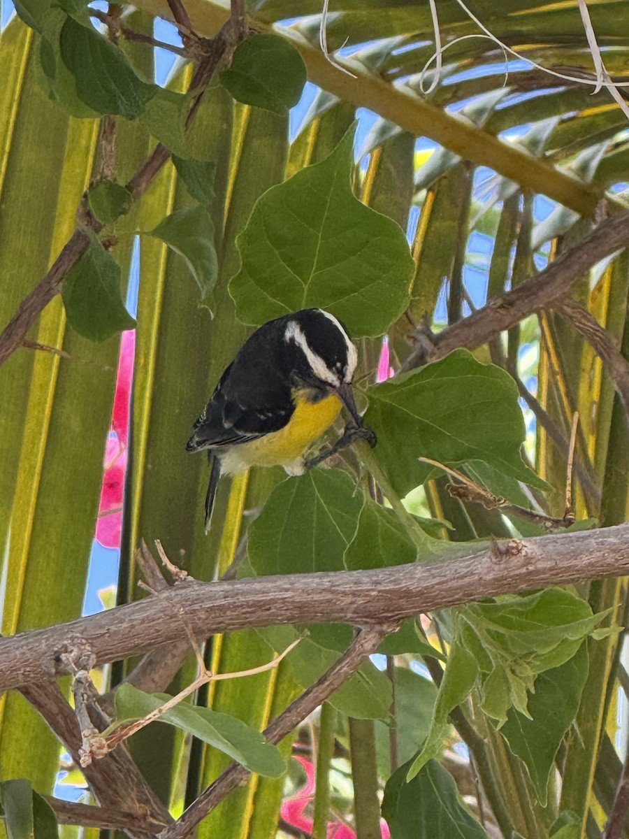 Sucrier à ventre jaune - ML645140182