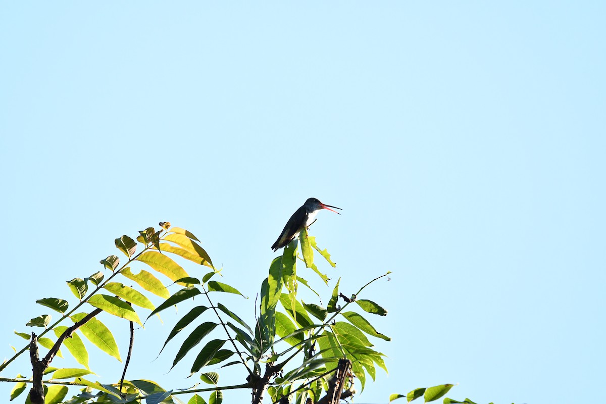 White-bellied Hummingbird - ML645140194