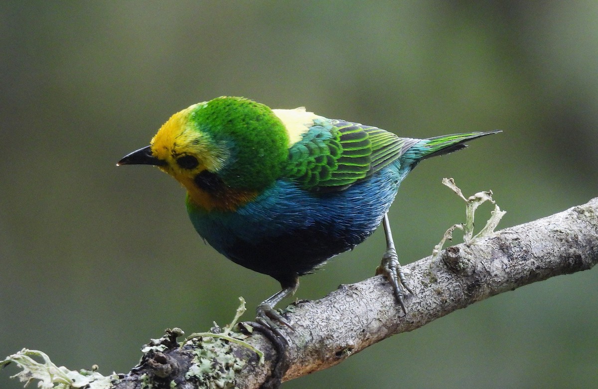 Multicolored Tanager - ML645140197