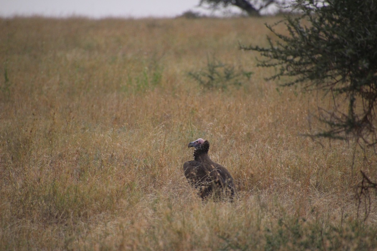 Lappet-faced Vulture - ML645140204