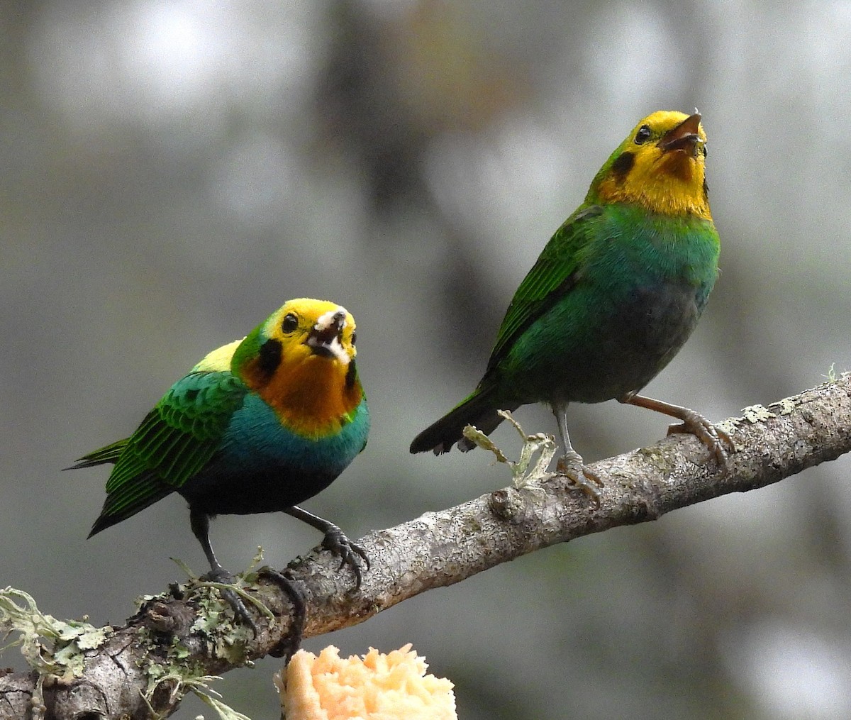 Multicolored Tanager - ML645140207
