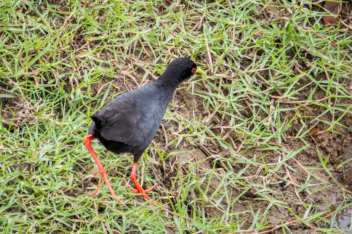 Black Crake - ML645140218