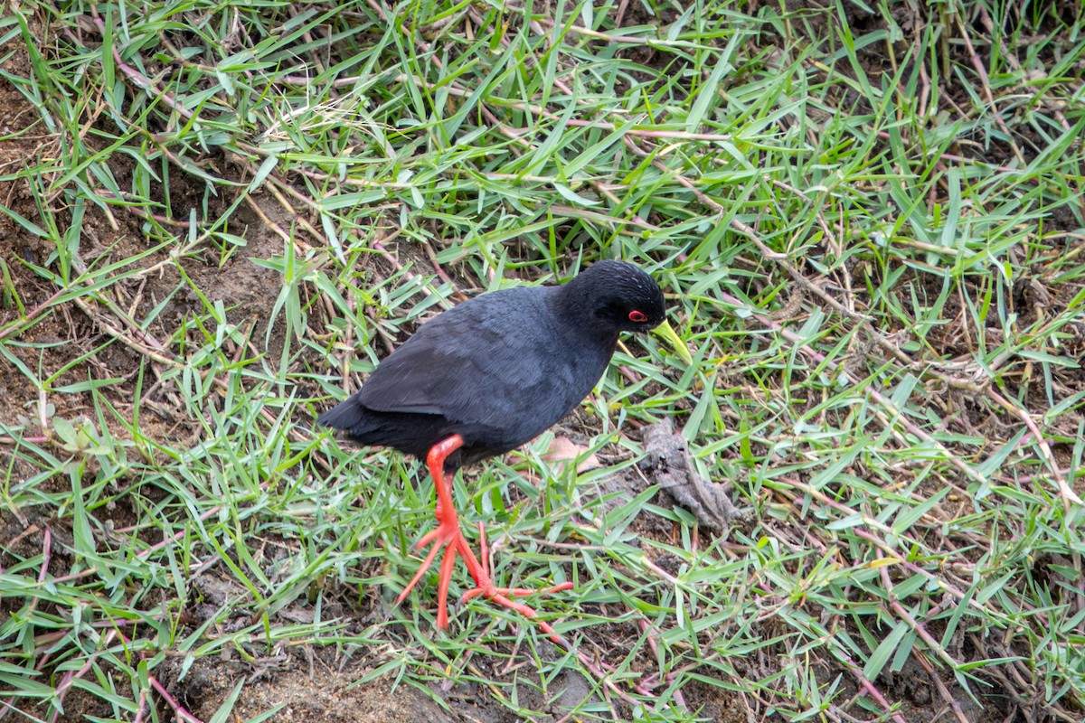 Black Crake - ML645140219
