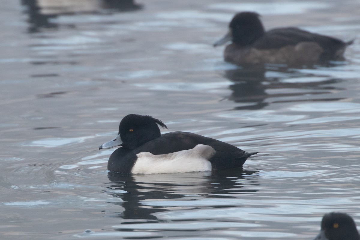 キンクロハジロ - ML645140249