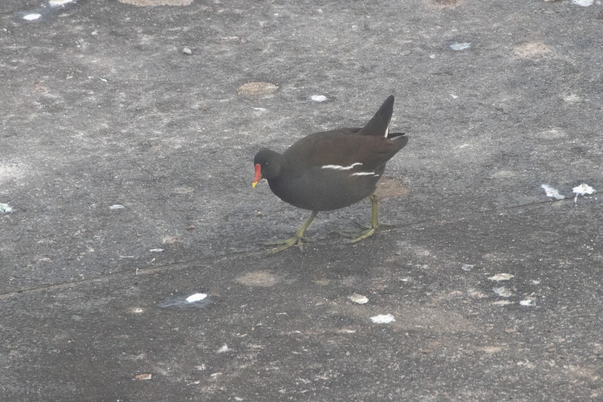 バン - ML645140252