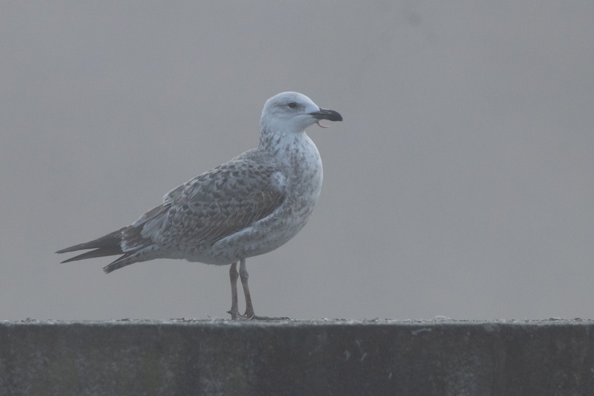 カスピセグロカモメ - ML645140259