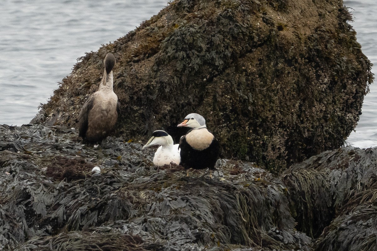 kajka královská - ML645140310