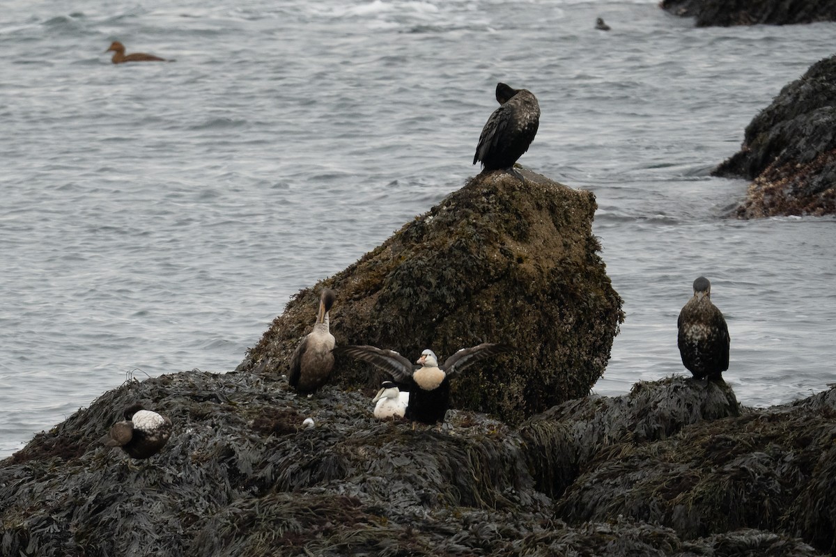 kajka královská - ML645140311