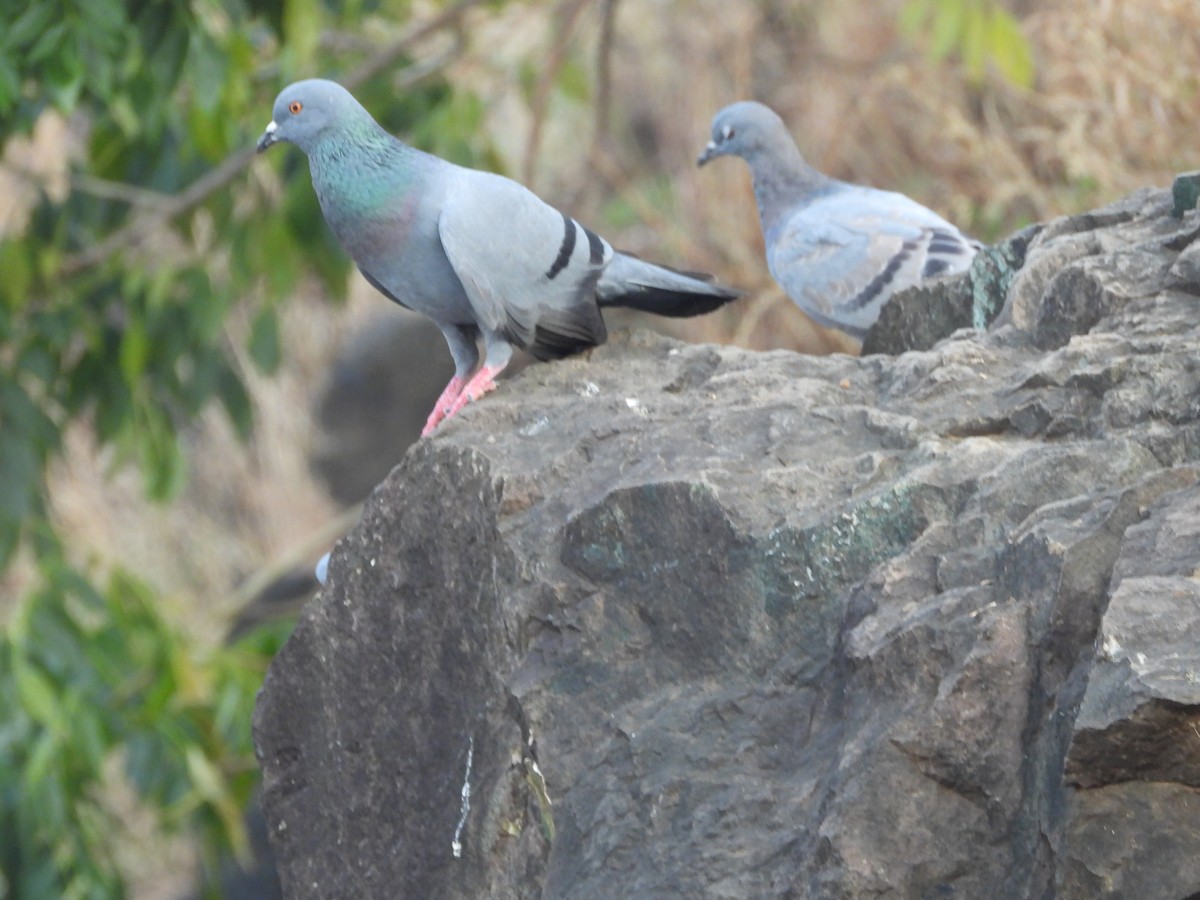 Kaya Güvercini (evcil tip) - ML645140313