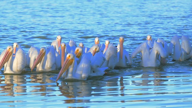 Pelícano Norteamericano - ML645140327