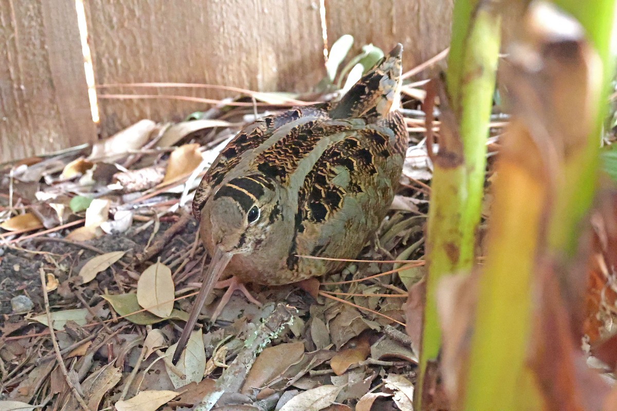 American Woodcock - ML645140335