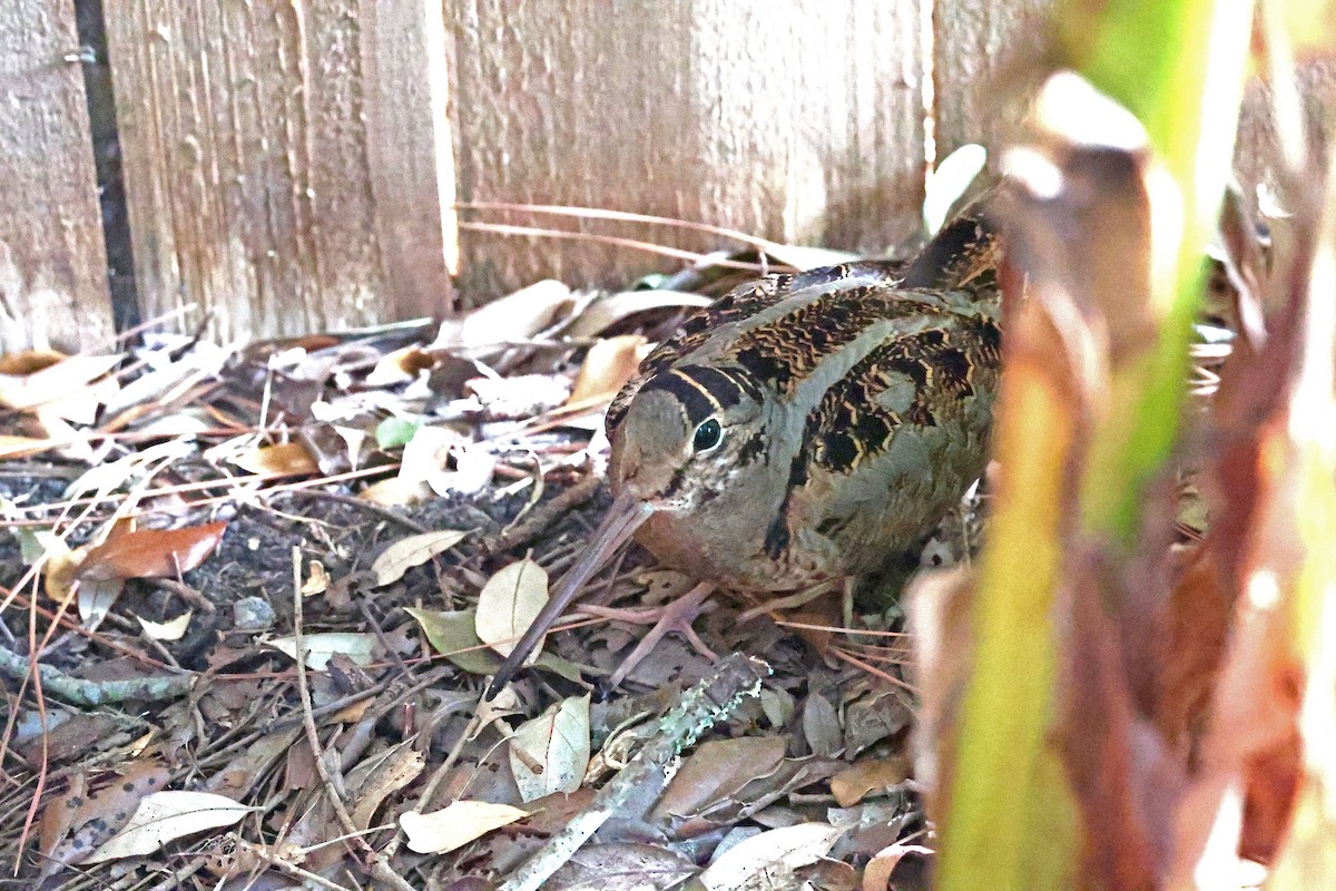 American Woodcock - ML645140336