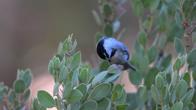 Carbonero Montañés - ML645140338