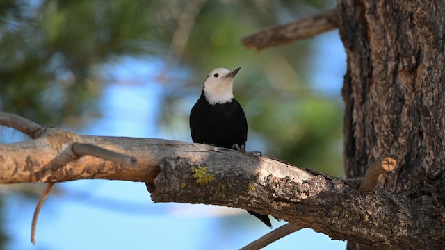 Pico Cabeciblanco - ML645140341