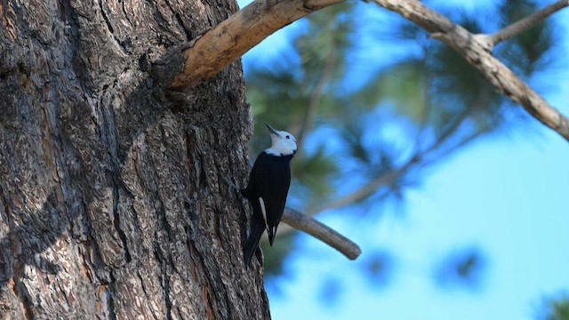 Pico Cabeciblanco - ML645140342