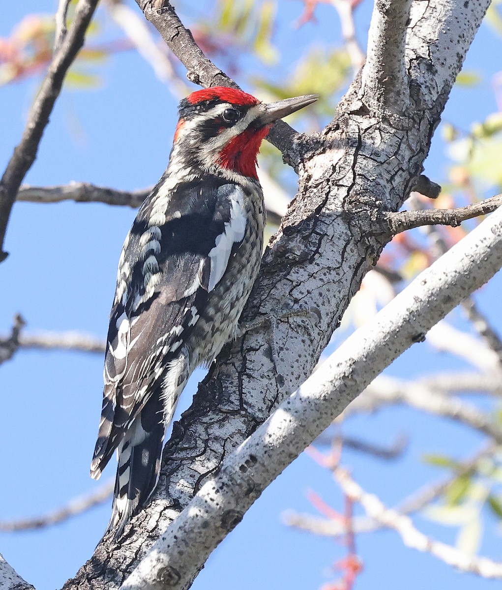 Rotnacken-Saftlecker - ML645140362