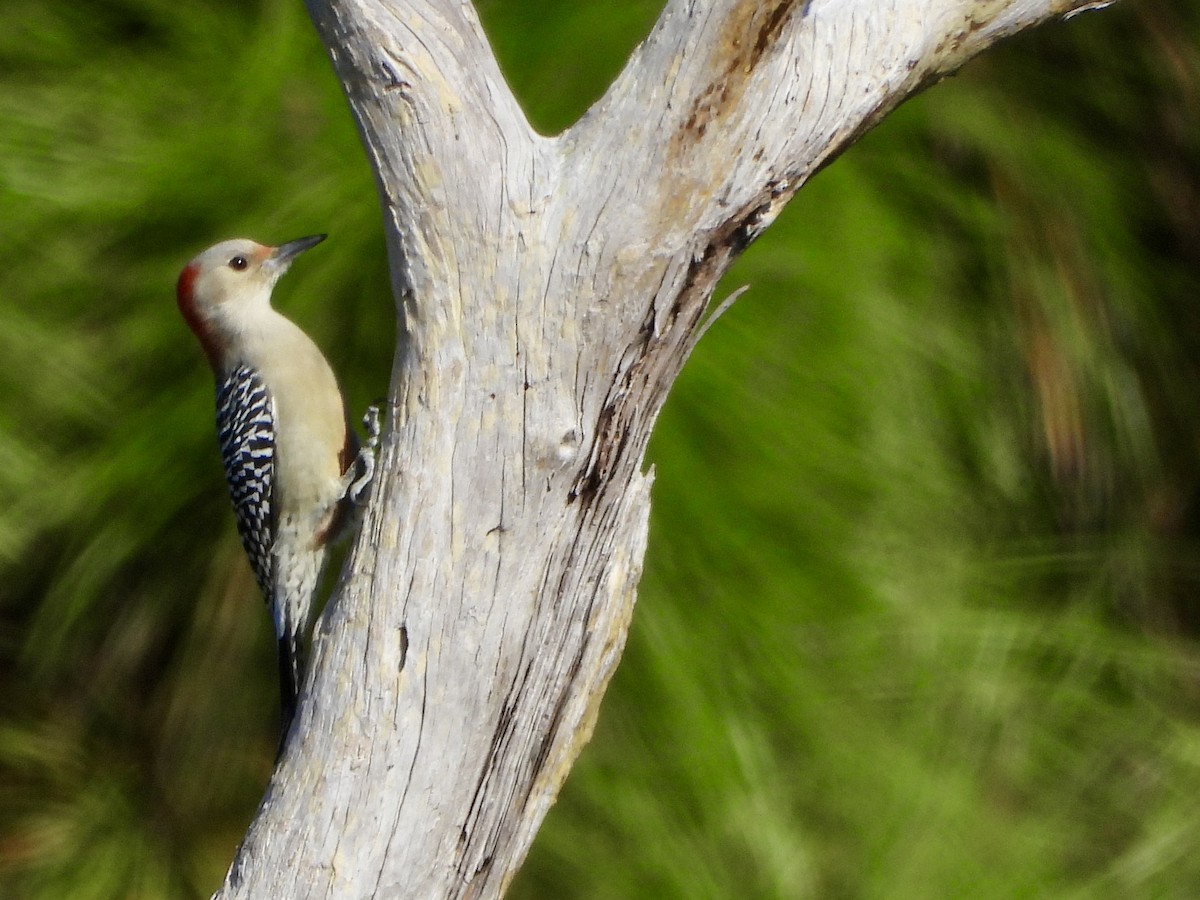 Carolinaspecht - ML645140365