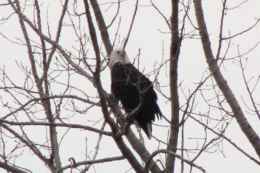 orel bělohlavý - ML645140381