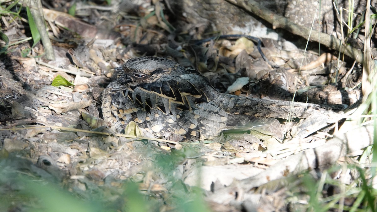 pauraquenattravn - ML645140382