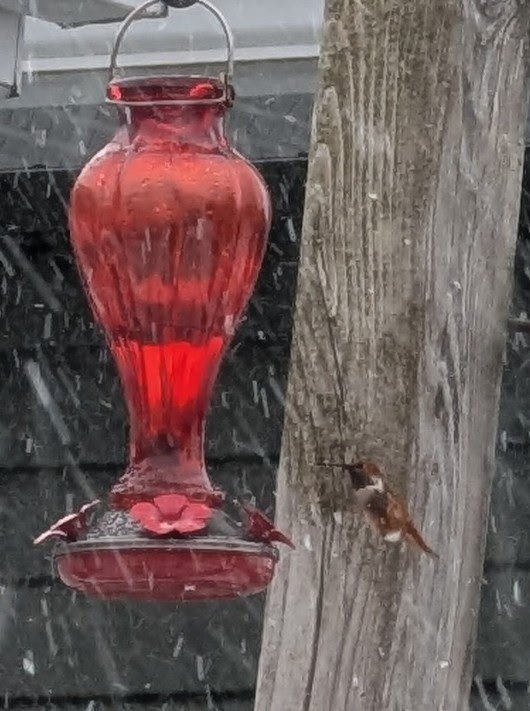 Rufous Hummingbird - ML645140386