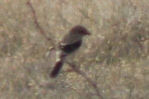 ťuhýk severní - ML645140393