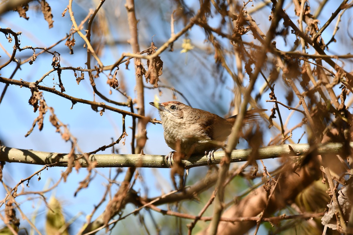Rufous-fronted Thornbird - ML645140395