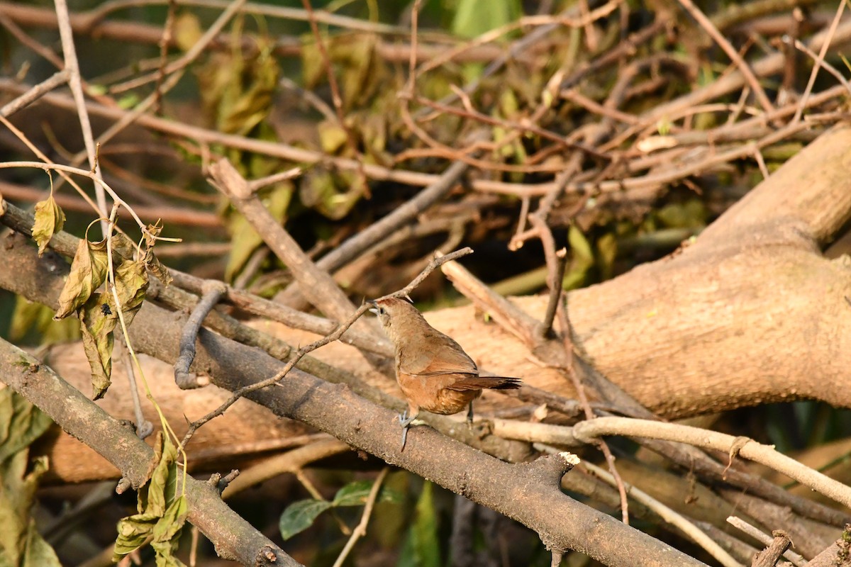 Rufous-fronted Thornbird - ML645140396