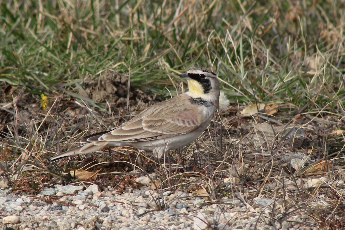 skřivan ouškatý - ML645140401