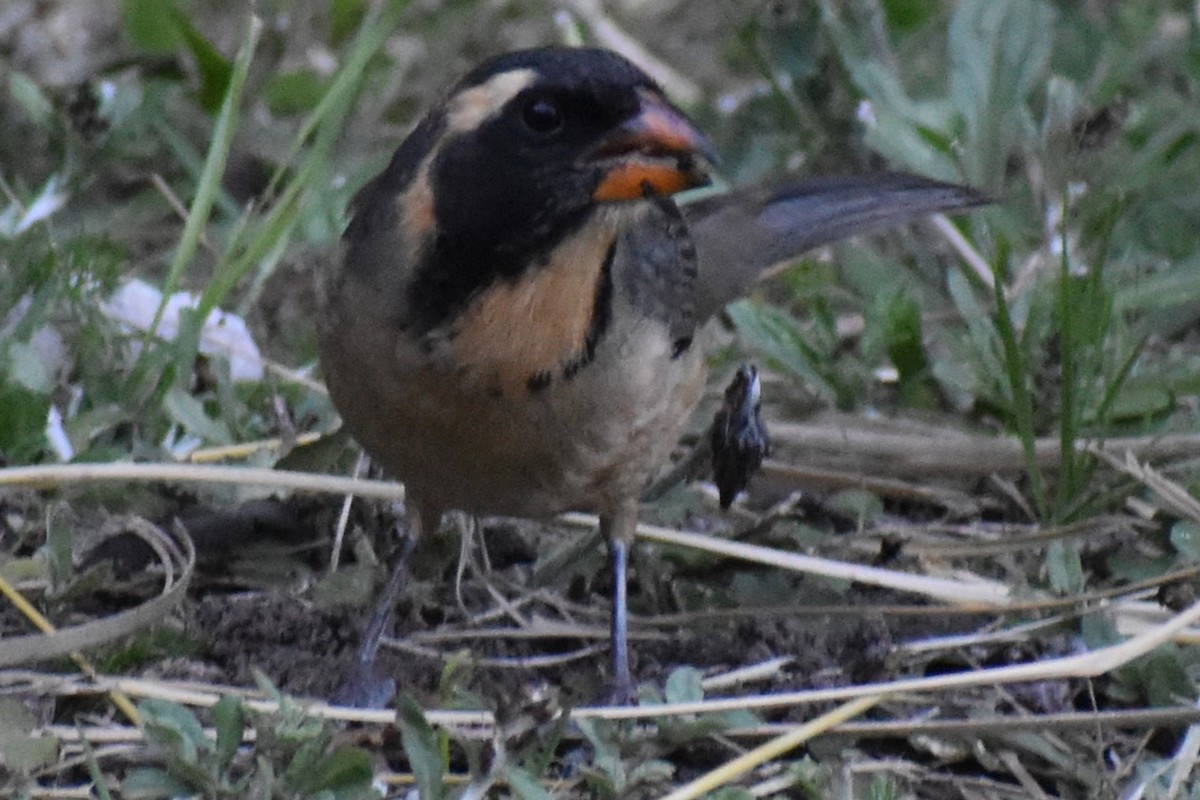 Golden-billed Saltator - ML645140427