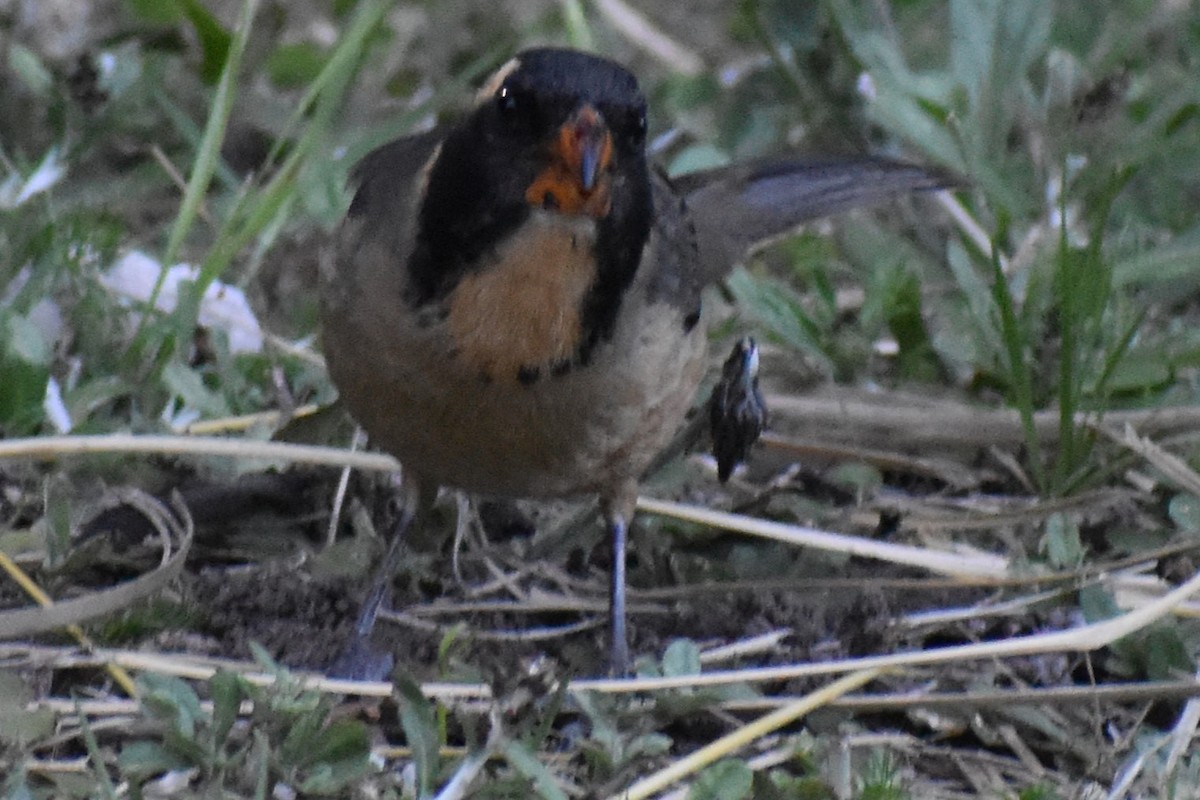 Golden-billed Saltator - ML645140428