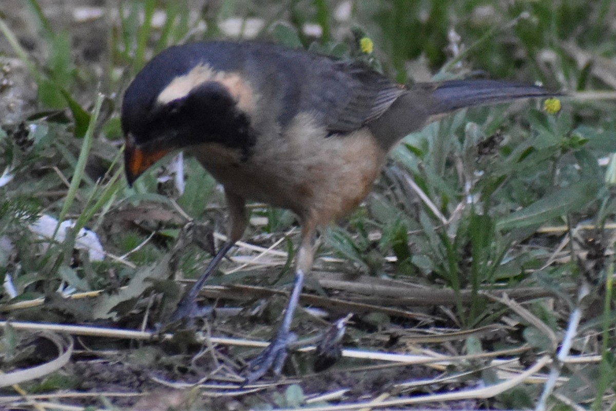 Golden-billed Saltator - ML645140429