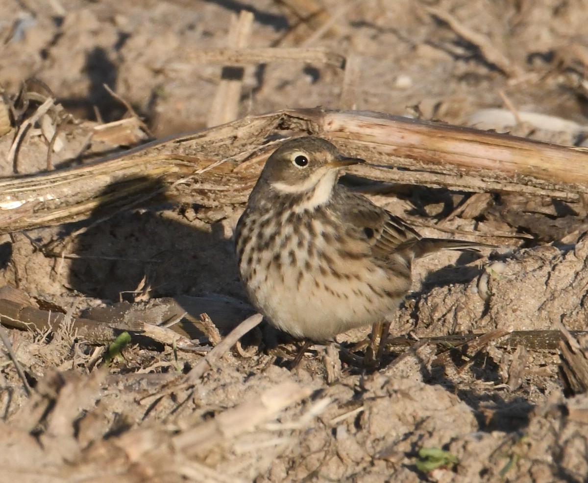 American Pipit - ML645140469