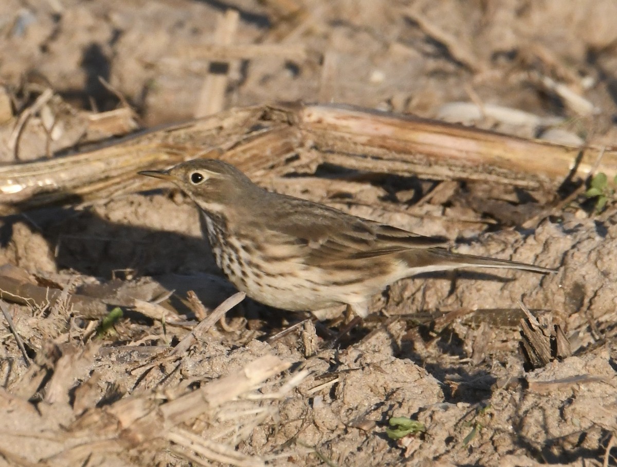 American Pipit - ML645140470
