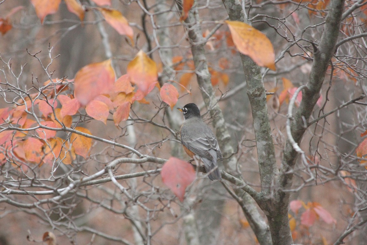 American Robin - ML645140474