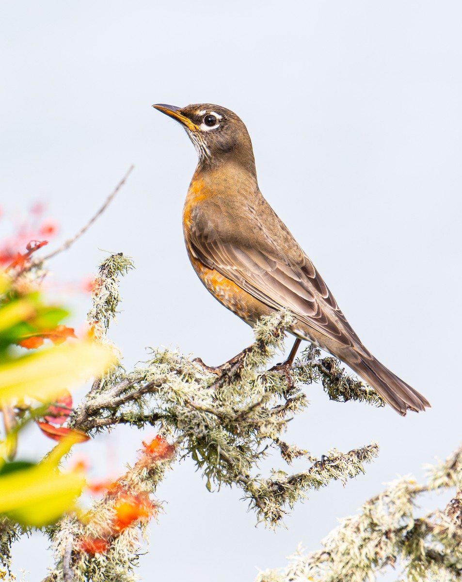American Robin - ML645140486