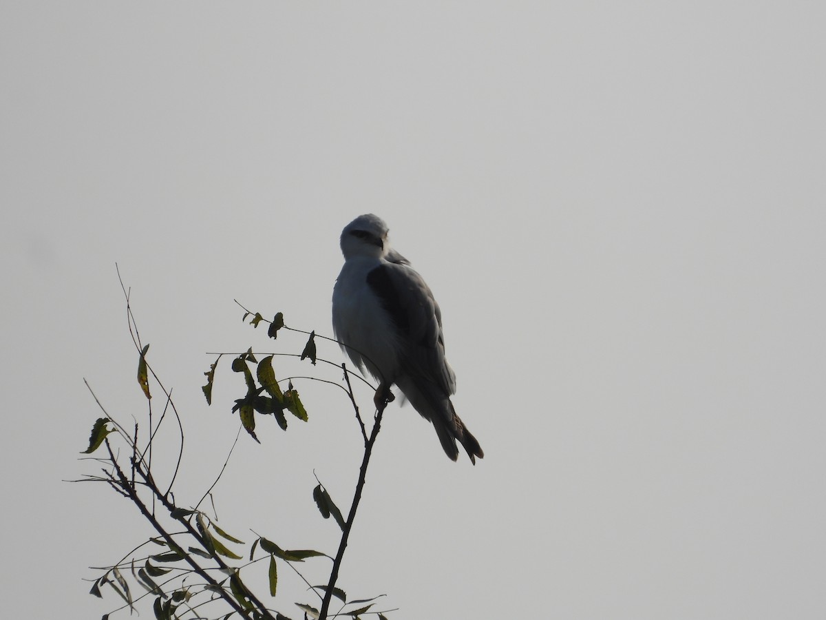 Black-winged Kite - ML645140521