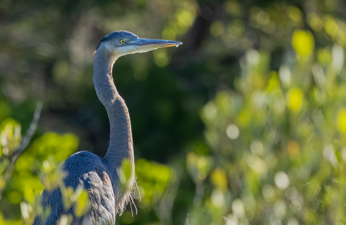 Great Blue Heron - ML645140554